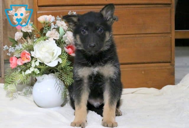 Chuck German Shepherd 1-001