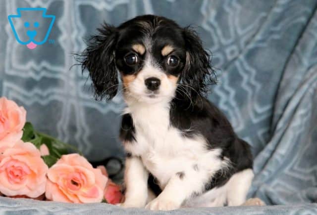 Demi Cavachon 1-001