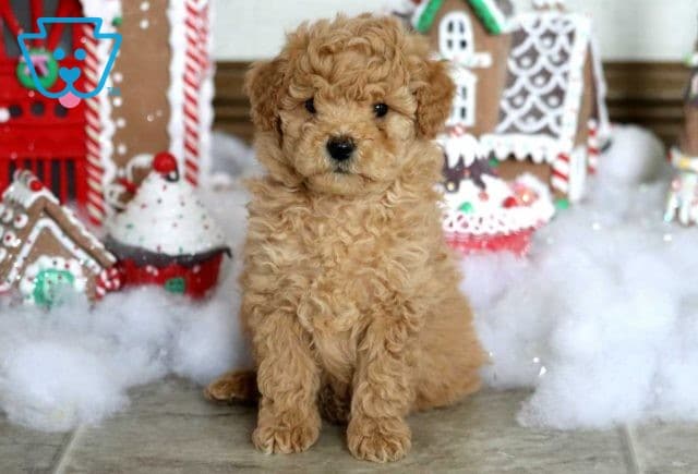 Derby Mini Goldendoodle