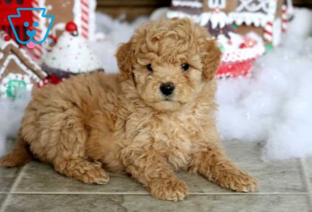Derby Mini Goldendoodle2
