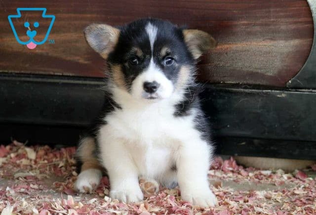 Diva Welsh Corgi