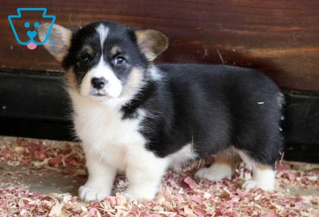 Diva Welsh Corgi2