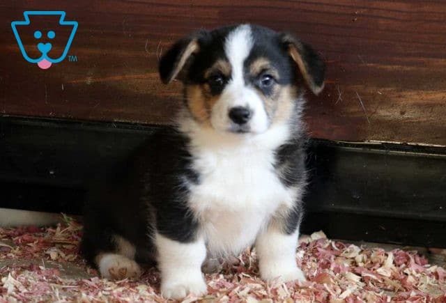 Domino Welsh Corgi