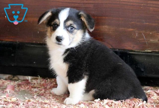 Domino Welsh Corgi2