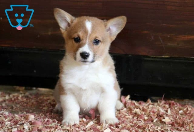 Dove Welsh Corgi