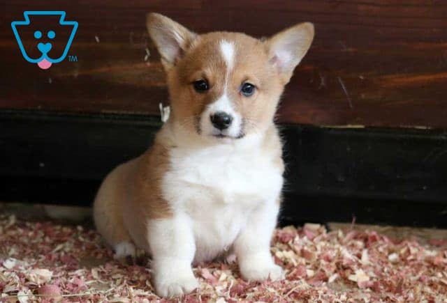 Dove Welsh Corgi2