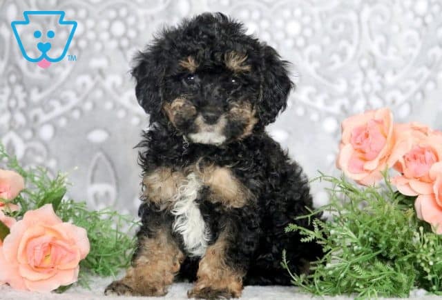 Elaine Mini Poodle 1-001