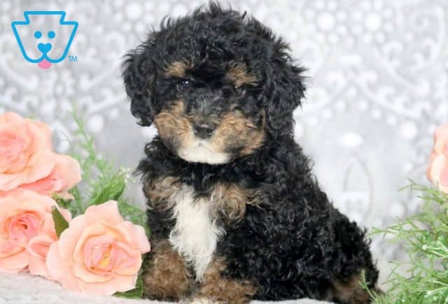 Elias Mini Poodle 1-001