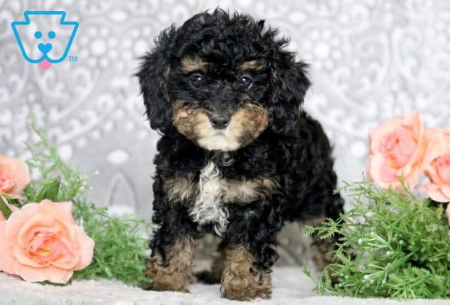 Ellen Mini Poodle 1-001