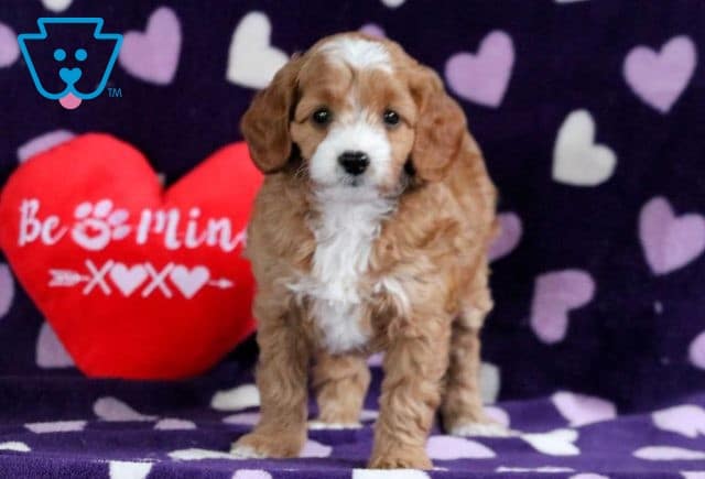 Ellsa Cavapoo 1