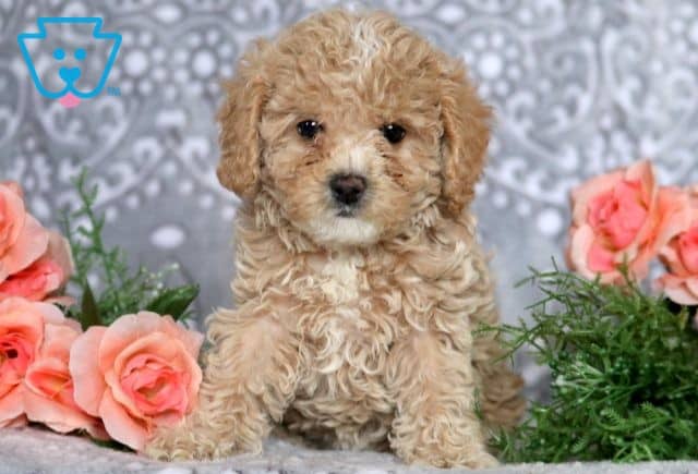 Emily Mini Poodle 1-001