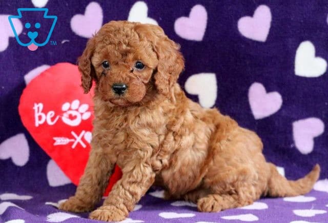 Ernie Cavapoo 1