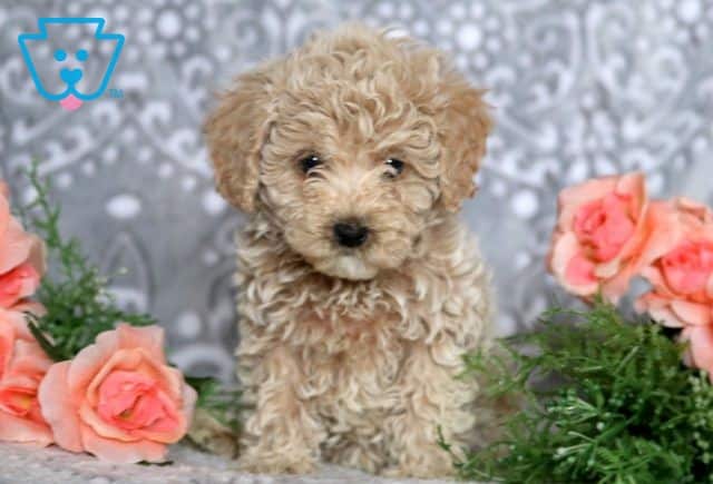 Evelyn Mini Poodle 1-001