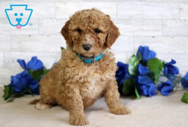 Falcon Mini Goldendoodle