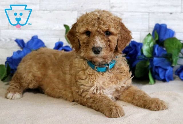 Falcon Mini Goldendoodle2