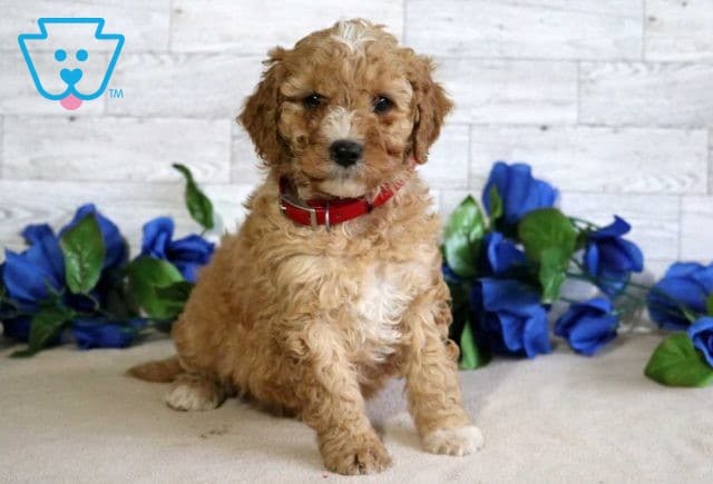 Fifi Mini Goldendoodle