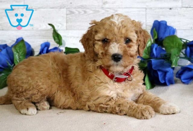 Fifi Mini Goldendoodle2