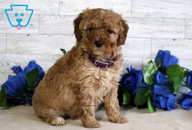 Fiona Mini Goldendoodle