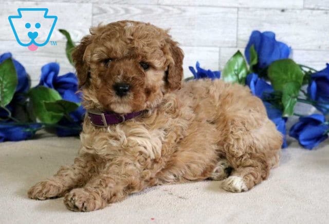 Fiona Mini Goldendoodle2