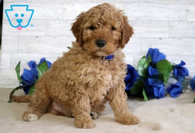 Fluffy Mini Goldendoodle