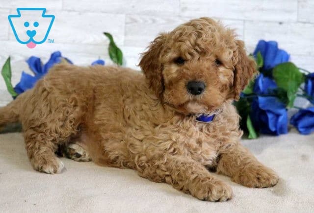 Fluffy Mini Goldendoodle2