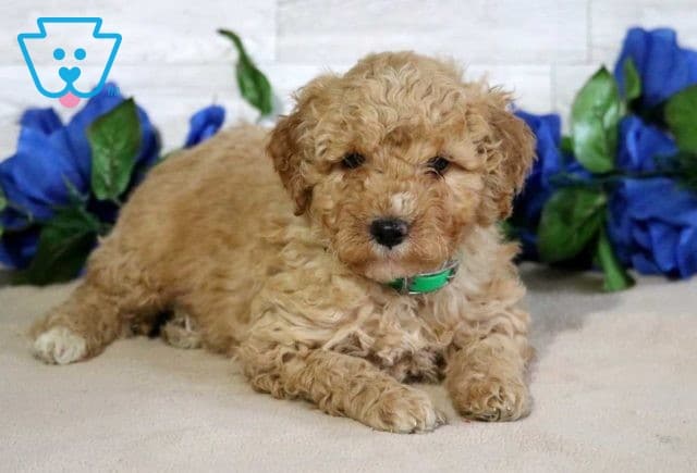 Frisky Mini Goldendoodle