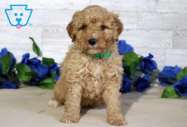 Frisky Mini Goldendoodle2