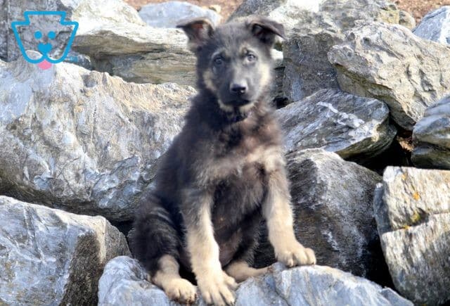 Harvey German Shepherd 1-001