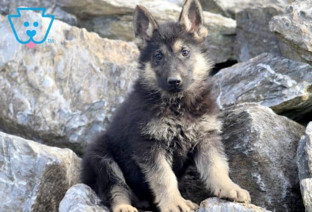 Hayden German Shepherd 1-001
