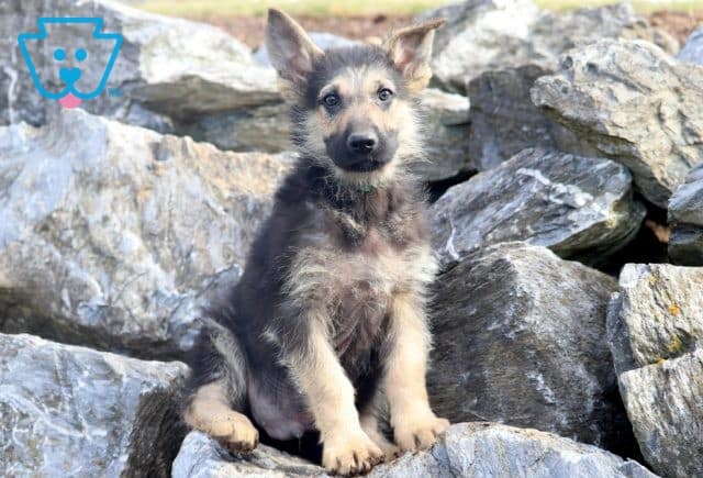 Herby German Shepherd 1-001