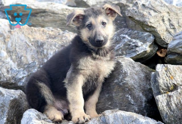 Hooch German Shepherd 1-001