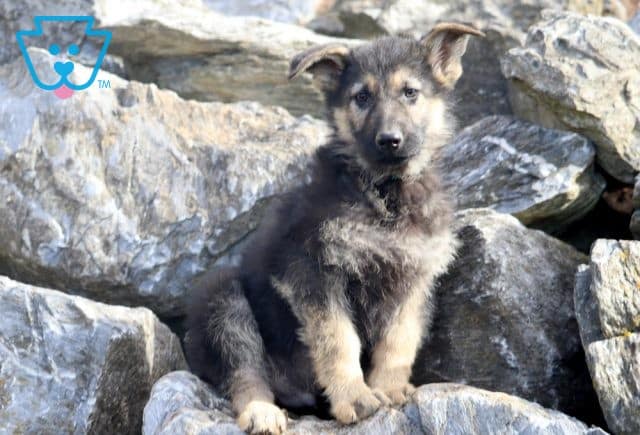 Hudson German Shepherd 1-001