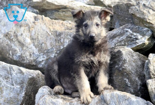 Hunter German Shepherd 1-001