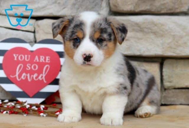 Jace Welsh Corgi 1-001