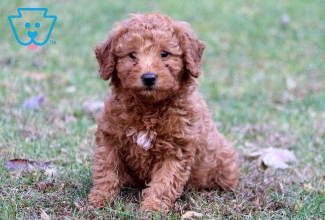 Jamie Mini Labradoodle