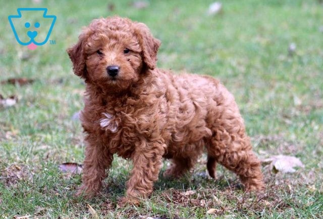 Jamie Mini Labradoodle2