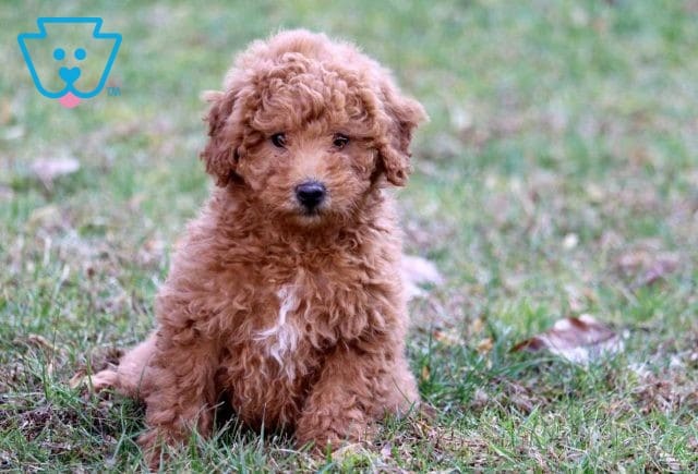 Jasmine Mini Labradoodle