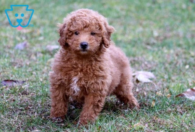 Jasmine Mini Labradoodle2