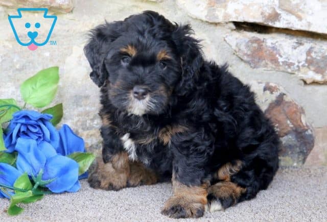 Jetson Mini Bernedoodle 1-001