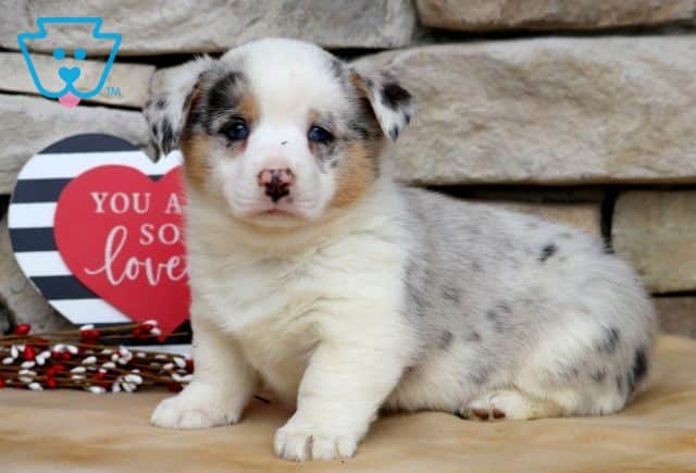 Juliet Welsh Corgi 1-001