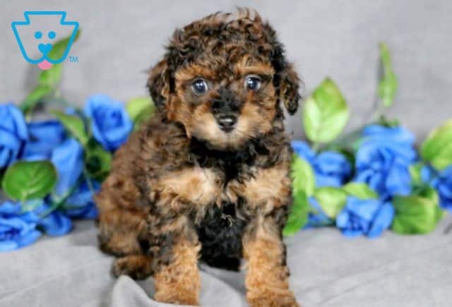 Kenny Mini Goldendoodle 1-001
