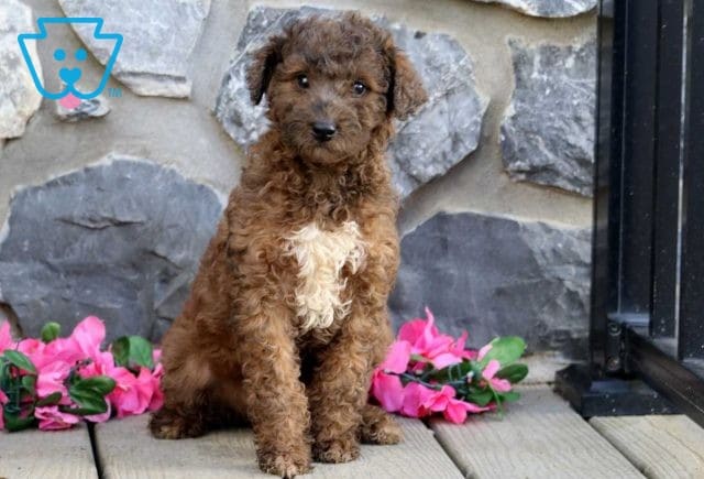 Kenya Mini Labradoodle