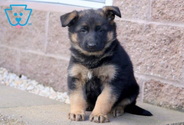 Keyla German Shepherd 1-001