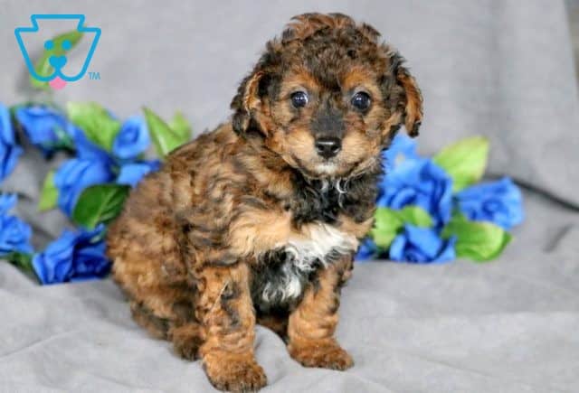 Kipper Mini Goldendoodle 1-001