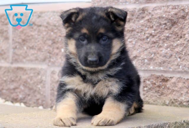 Kiwi German Shepherd 1-001