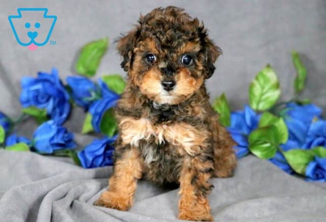 Kobe Mini Goldendoodle 1-001