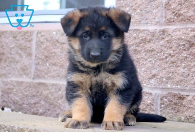 Kylie German Shepherd 1-001