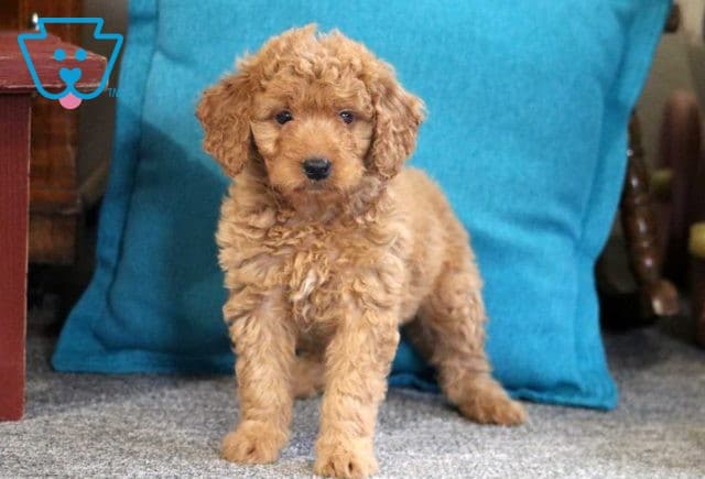 Lady Mini Goldendoodle