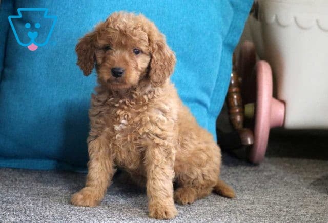 Lady Mini Goldendoodle2