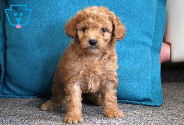 Landon Mini Goldendoodle